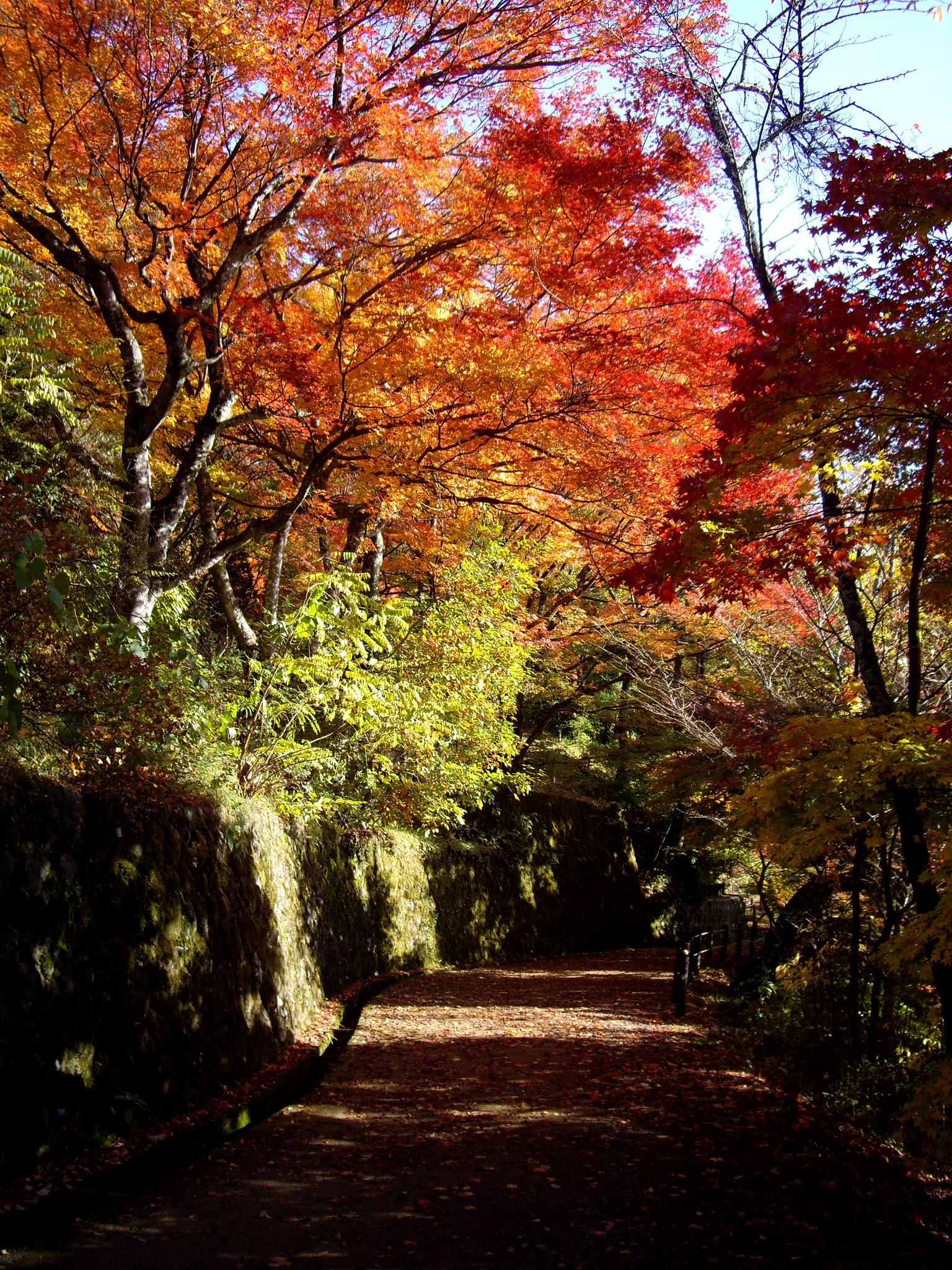 高山城跡(城山公園)